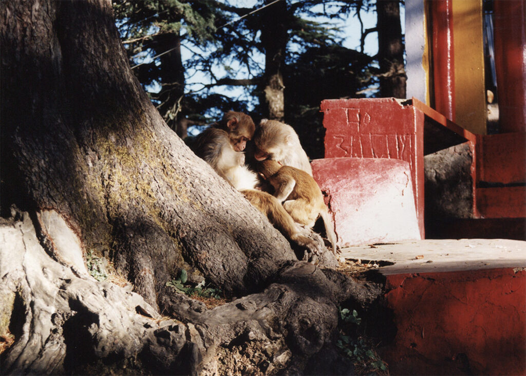 Temple of Hanuman