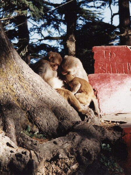 Temple of Hanuman