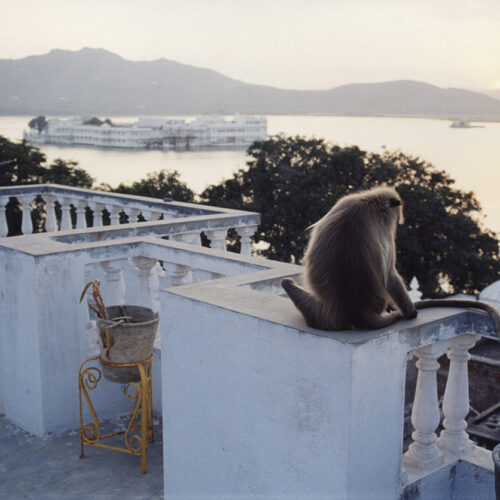 Monkey on the hotel roof