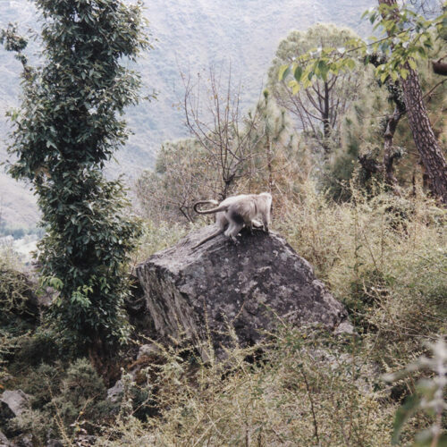 McLeod Ganj