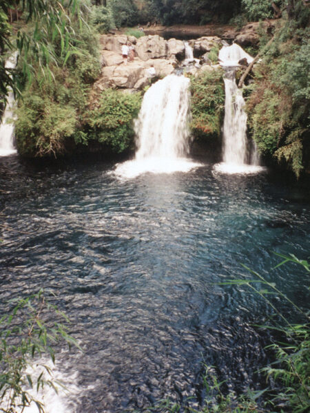 Forest waterfall