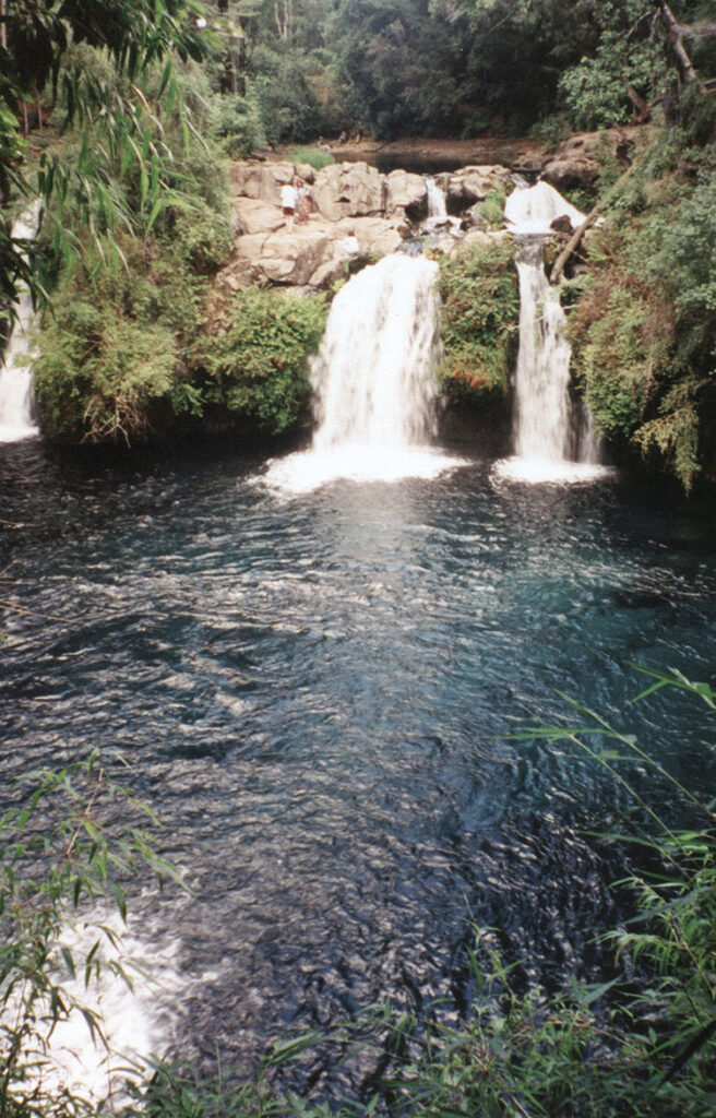 Forest waterfall