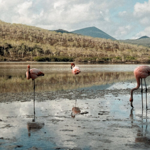 Galapagos flamingos