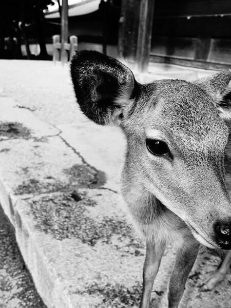 Nara