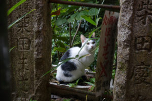Feral cats roam the mountain at Fushimi Inari shrine