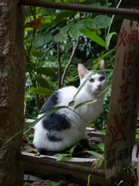 Feral cats roam the mountain at Fushimi Inari shrine