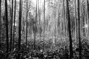 Arashiyama bamboo grove