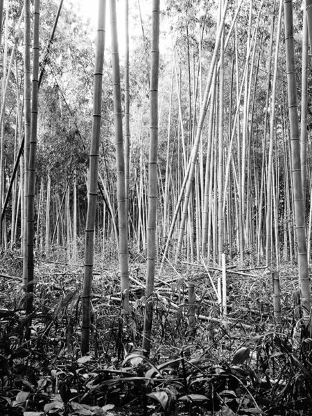 Arashiyama bamboo grove