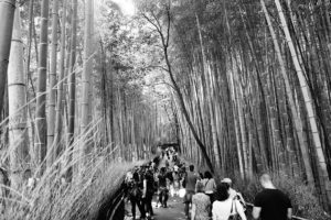 Arashiyama bamboo grove