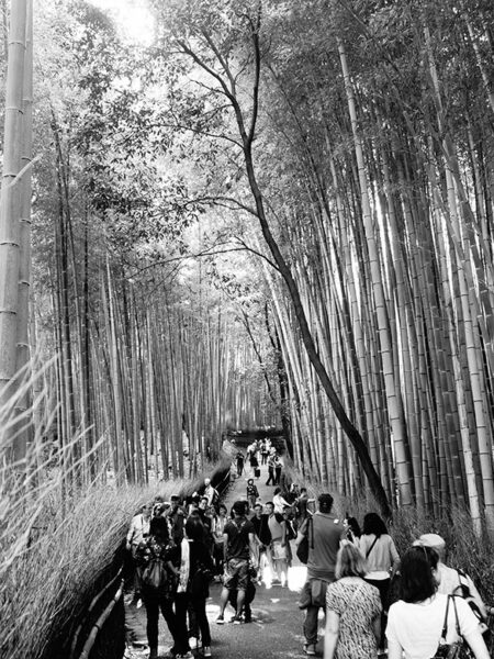 Arashiyama bamboo grove