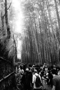 Arashiyama bamboo grove