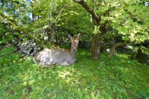 Deer, Nikko