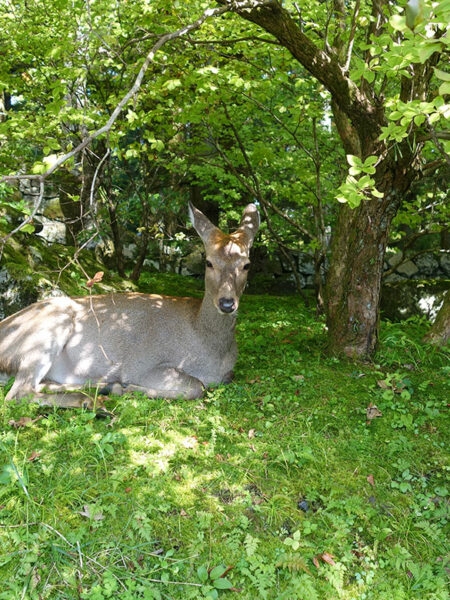 Deer, Nikko