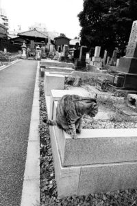 Yanaka cemetery