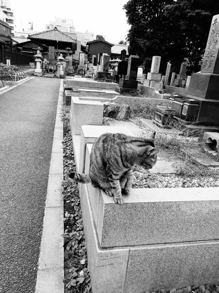 Yanaka cemetery