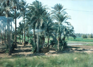 On the train to Luxor