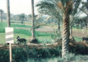 On the train to Luxor