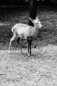 Nara (Photo by Carol)