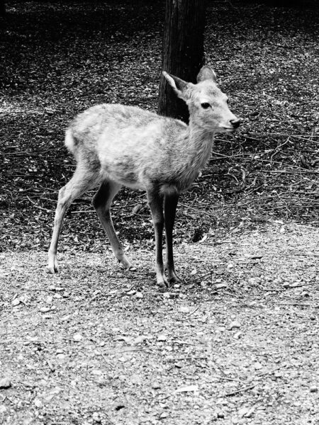 Nara (Photo by Carol)