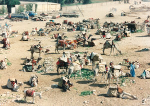 Camels and guides near the pyramids