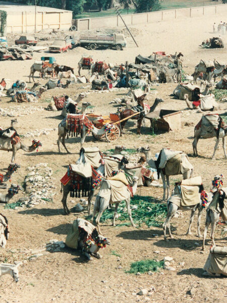 Camels and guides near the pyramids