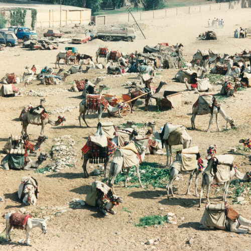 Camels and guides near the pyramids