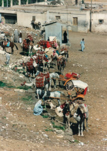 Camels and guides near the pyramids
