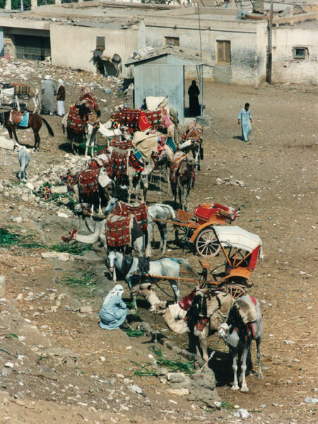 Camels and guides near the pyramids