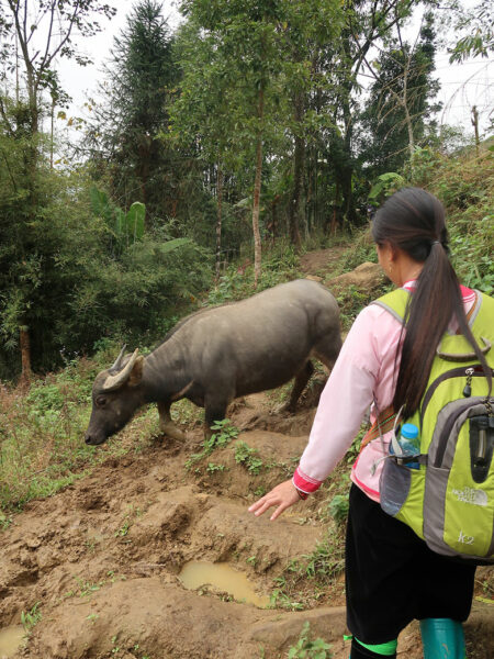 Water buffalo on the trail