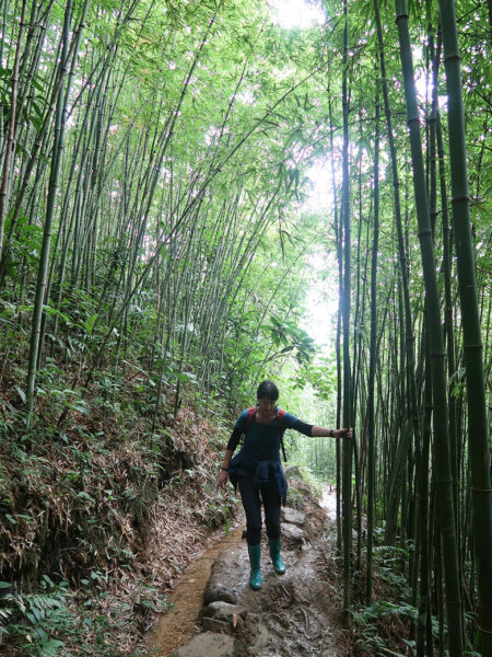 Bamboo forest