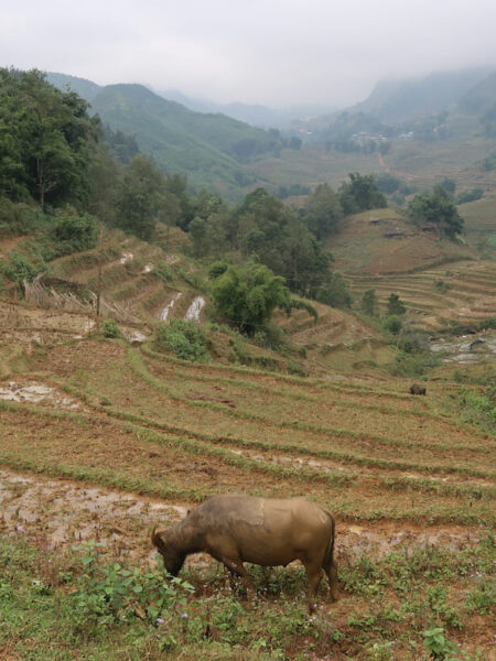 Muong Hoa Valley