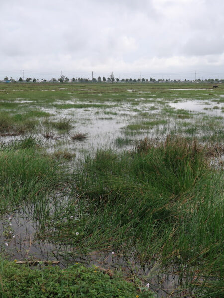 Rice paddies