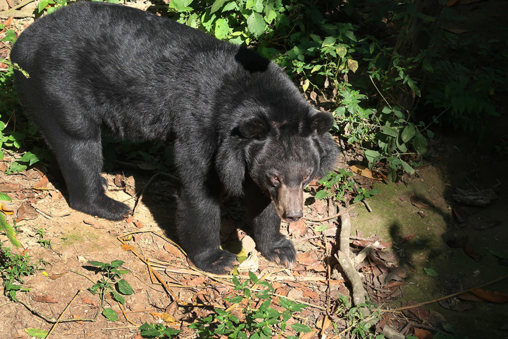 Bear Rescue Centre