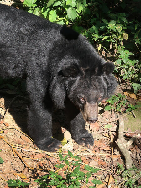 Bear Rescue Centre