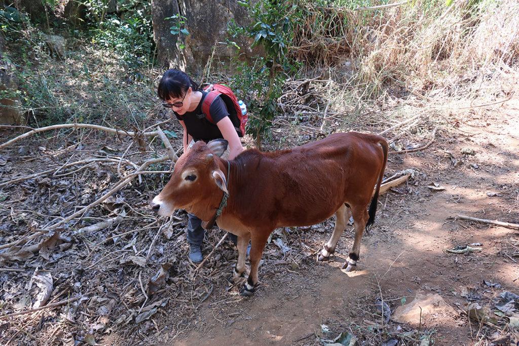 Trekking