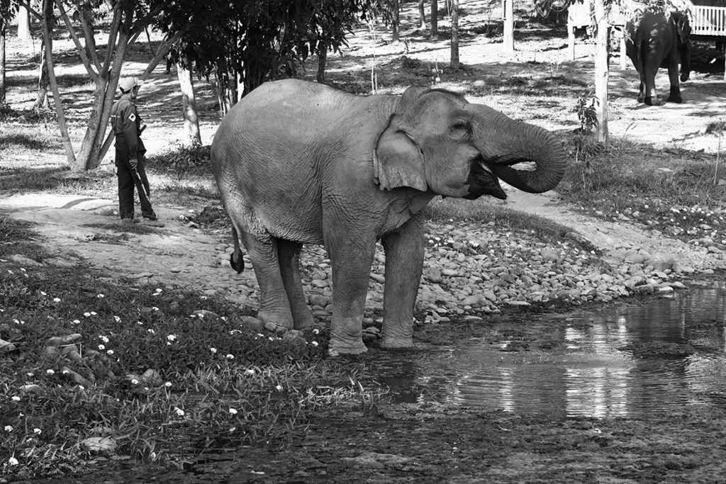 Elephant Conservation Centre