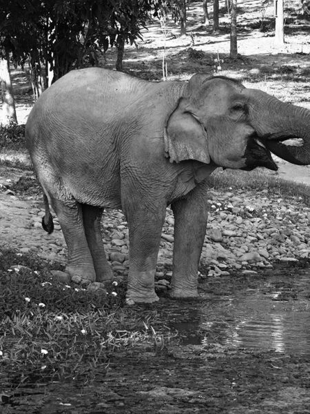 Elephant Conservation Centre