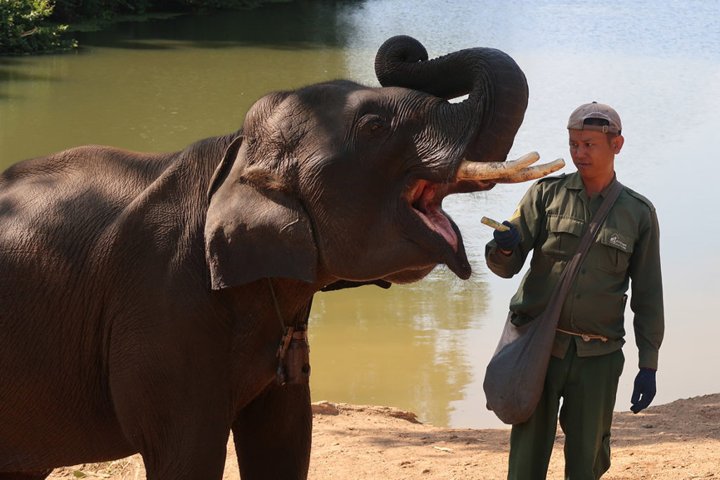 Elephant and mahout