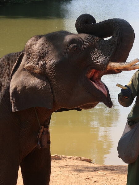 Elephant and mahout
