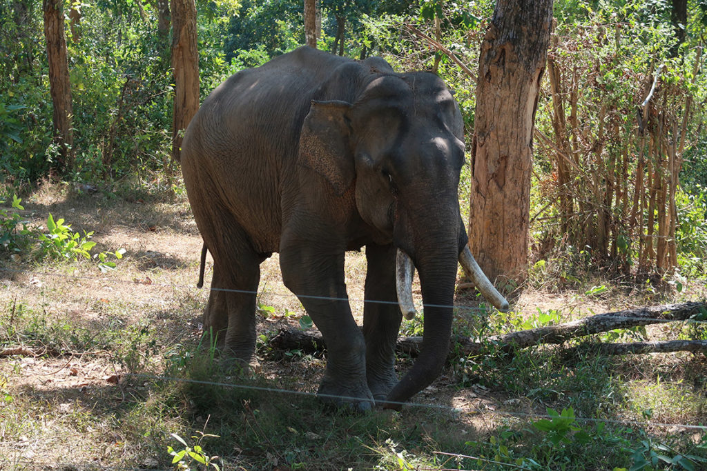 Male elephant