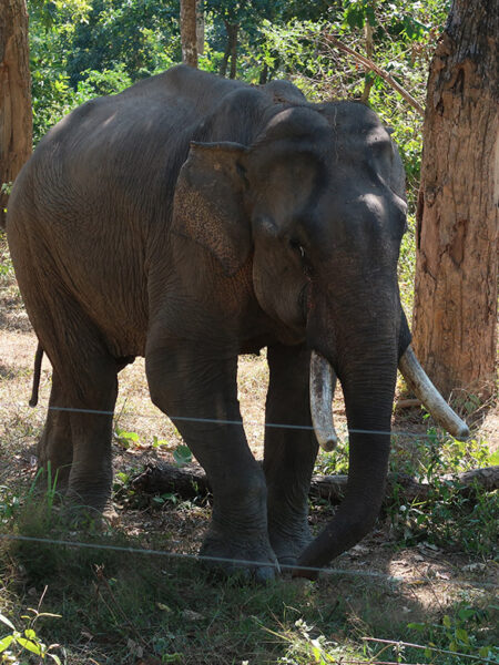 Male elephant