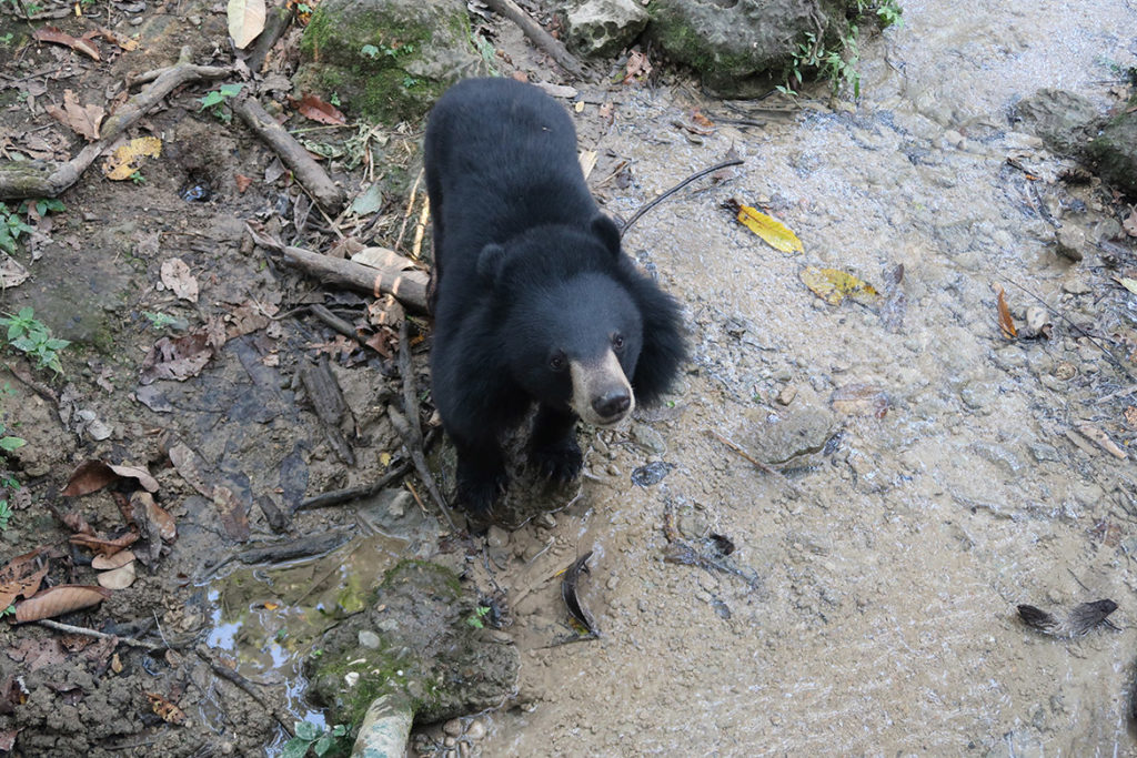 Bear Rescue Centre