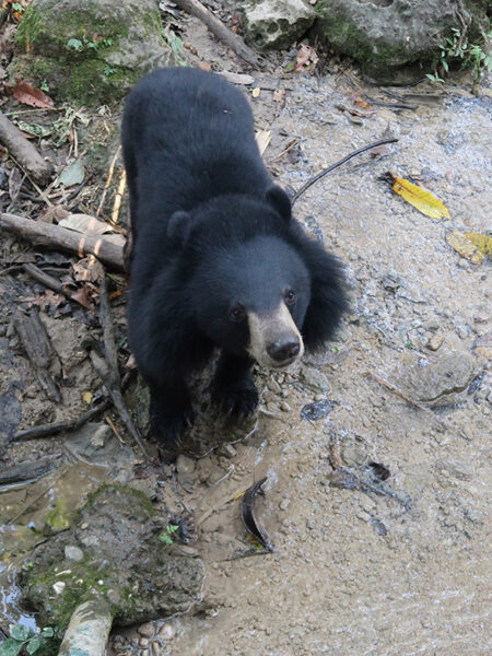 Bear Rescue Centre