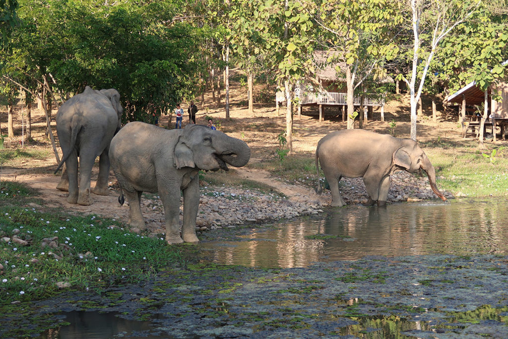 Elephant Conservation Centre