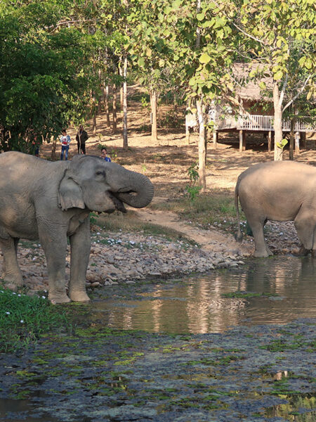 Elephant Conservation Centre