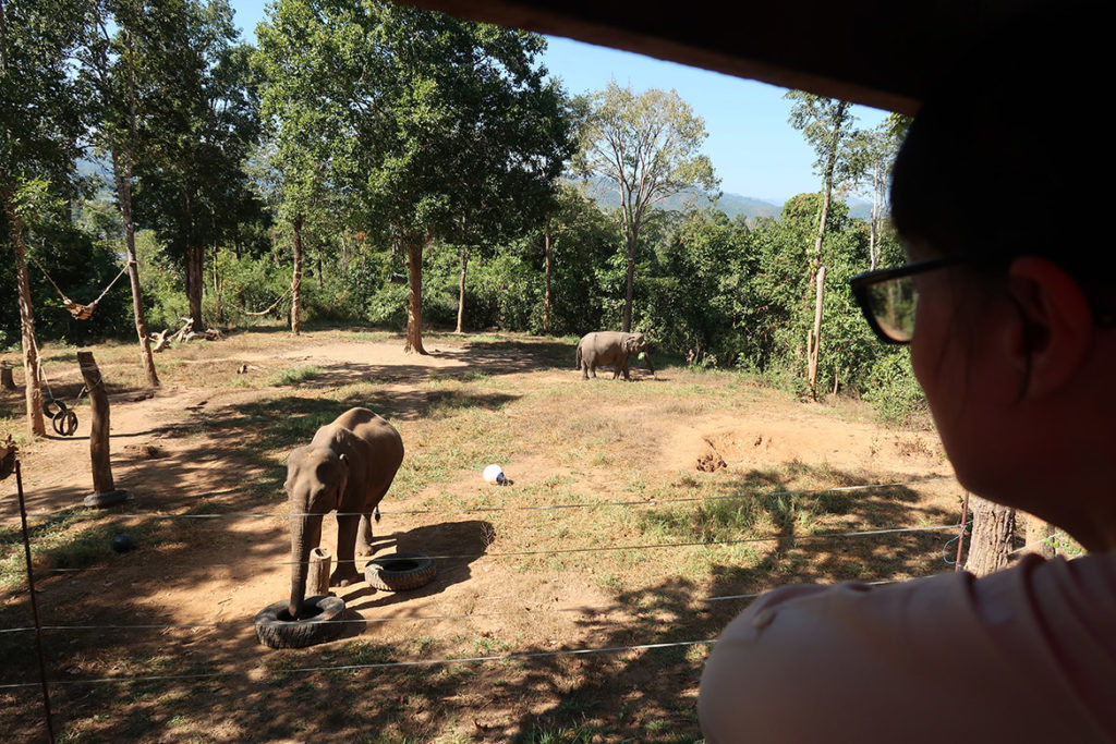 Elephant looking for treats