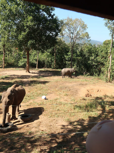 Elephant looking for treats