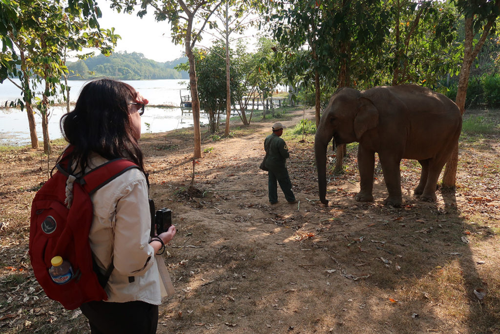 Watching elephants