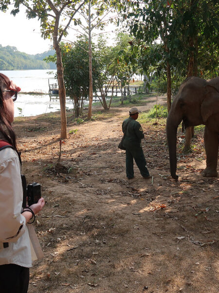 Watching elephants