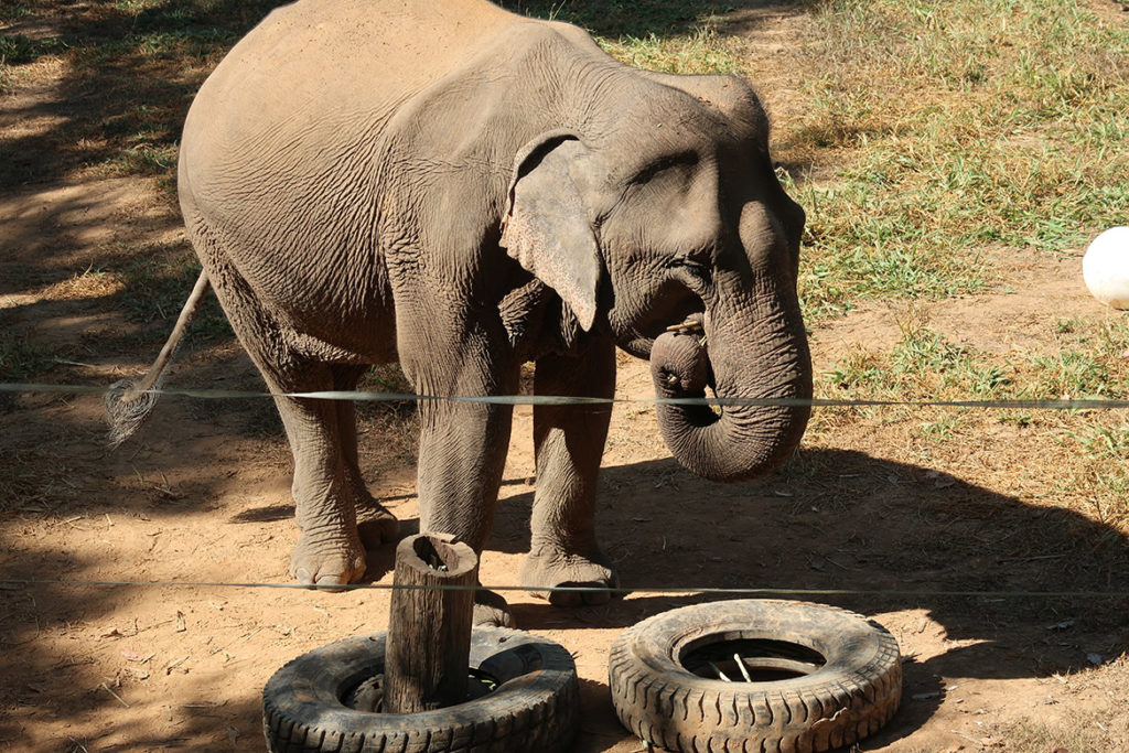 Elephant looking for treats